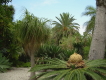 vegetation im loro parque auf Teneriffa