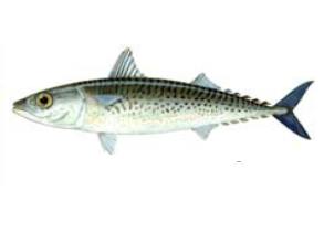 Caballa Makrele Angeln