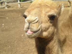 Camel Park Teneriffa Kamel