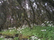 Lorbeerwald mit Kräutern