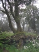 grosser Loorberwald