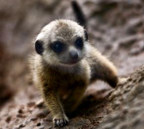 Erdmännchen im Loro Parque Teneriffa 2012