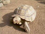 Schildkröte Animal Park Exotic Park