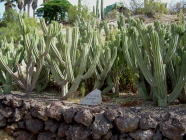 Kakteen Teneriffa