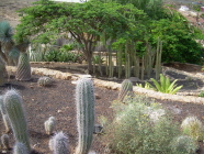 Kakteenart Exotic Park