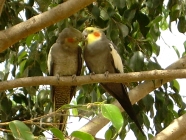 Vögel Amazonia Exotic Park