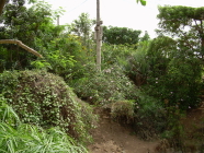 Amazonia Pflanzen Exotic Park