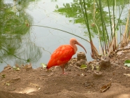 Teneriffa Amazonia