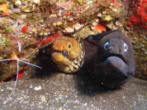 Fische Kanaren Muräne