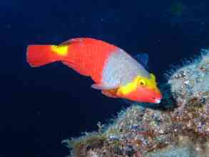 Papageienfisch Männchen Kanaren
