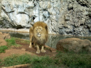 jungle park teneriffa löwe