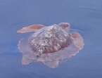 Schildkröte auf den Kanaren