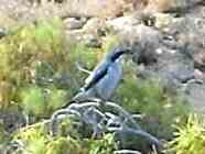 Kanaren Vogel Teneriffa