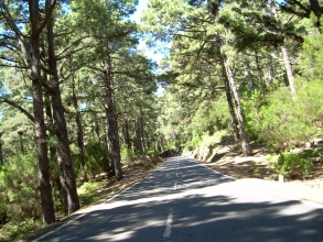 La Esperanza Wald auf Teneriffa