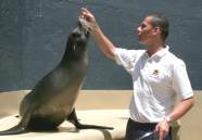 Fütterung von Seelöwen im Loro Parque