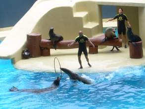 Loro Parque Seelöwen