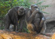 Loro Parque und Schimpansen