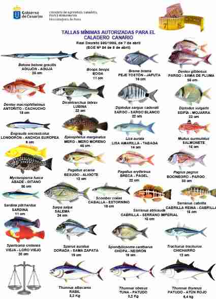 Mindestmasse Fische Kanaren, Teneriffa