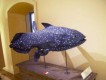 Museum Natur Mensch Archäologie Teneriffa 8