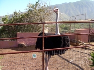 Oasis Valle Teneriffa Strauss