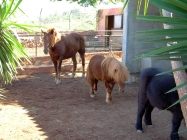 Oasis Valle Teneriffa Pferde