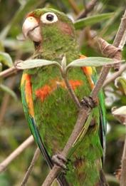 Pyrrhura viridicata-Loro Parque