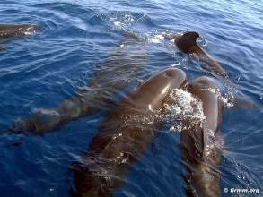 Pilotwale vor Teneriffa Royal Delfin