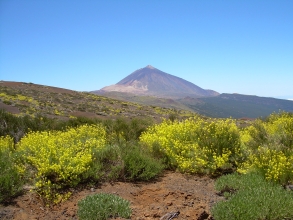 Blütenpracht am Teide Teneriffa