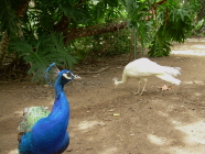 Amazonia Teneriffa