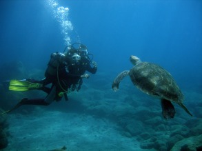 Teneriffa Taucher mit Schildkröte