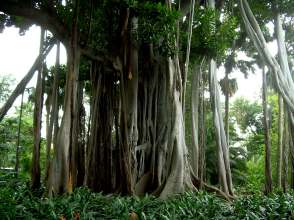 Vegetation Kanaren Botanischer Garten Teneriffa