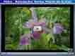 Video Botanischer Garten Teneriffa