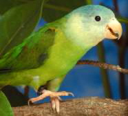 Loro Parque Papagei