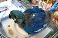 Loro Parque Lear Ara