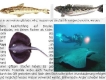 giftige Fische Kanaren