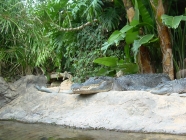 Alligator vor dem Wasserbecken im Loro Parque