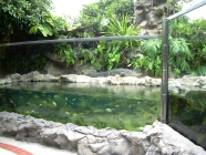 Alligator Becken Loro Parque